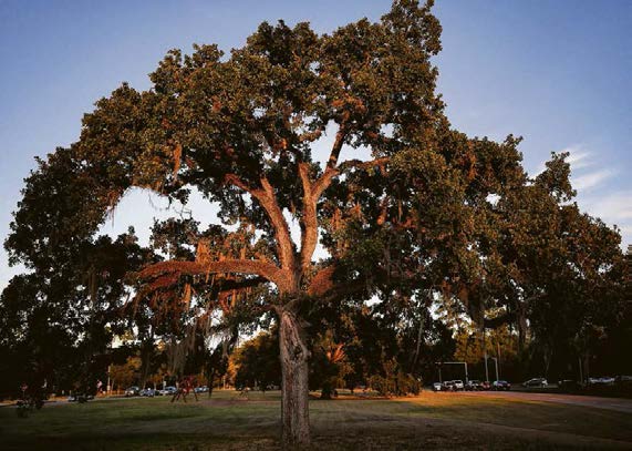 A leaf-peeper driving through Houston might think fall is around the corner, looking at the changing canopies of bald cypresses, maples, elms, certain oaks and sycamores across the landscape.A leaf-peeper driving through Houston might think fall is around the corner, looking at the changing canopies of bald cypresses, maples, elms, certain oaks and sycamores across the landscape.
