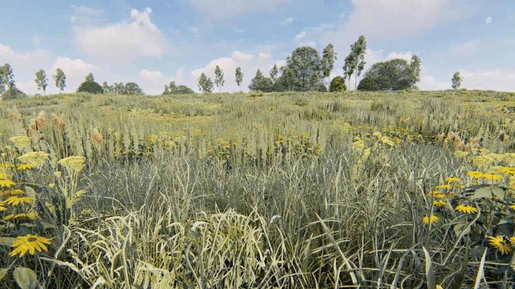 Prairie Restoration at Houston’s Memorial Park